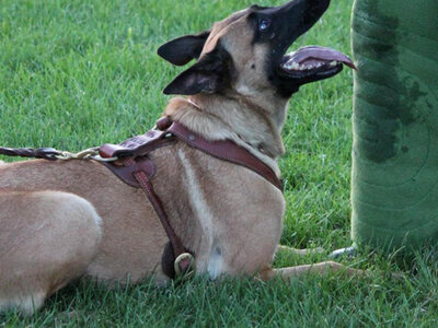 Beulah the Belgian Malinois