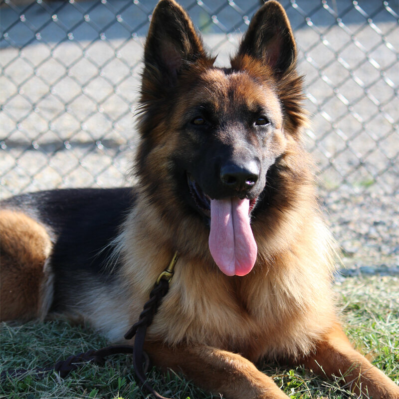 AKC obedience training at the park