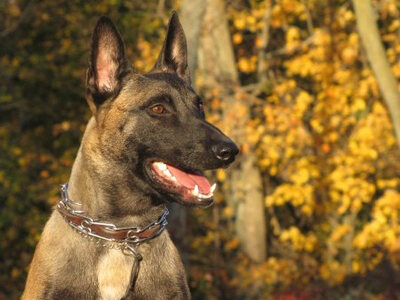 Xander the Malinois
